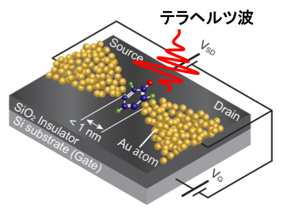 テラヘルツ波による”量子半導体”の電子物性の解明